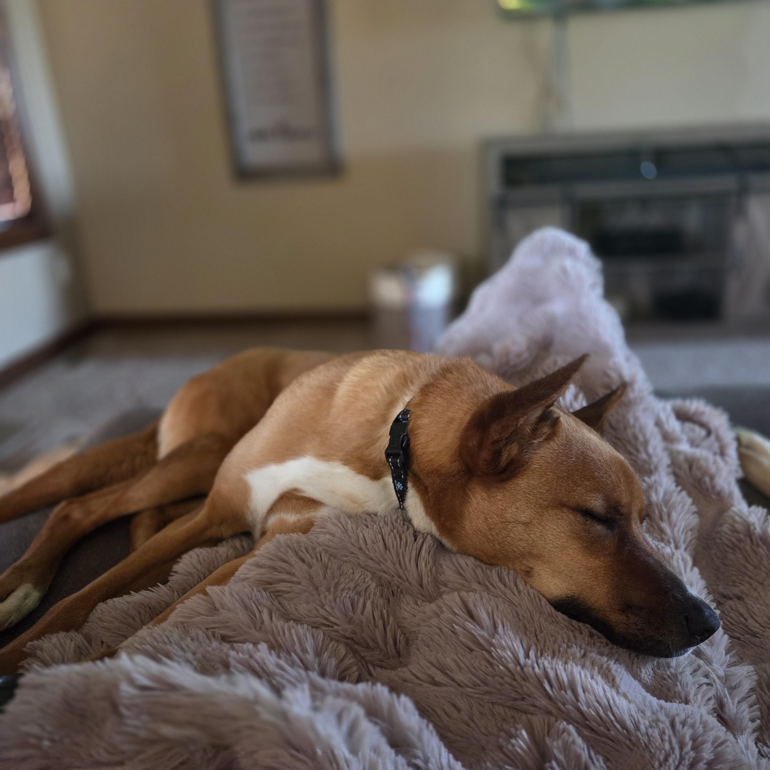 Dutch, a ADOPTABLE Mixed Breed in Sioux Falls, SD image 3/4