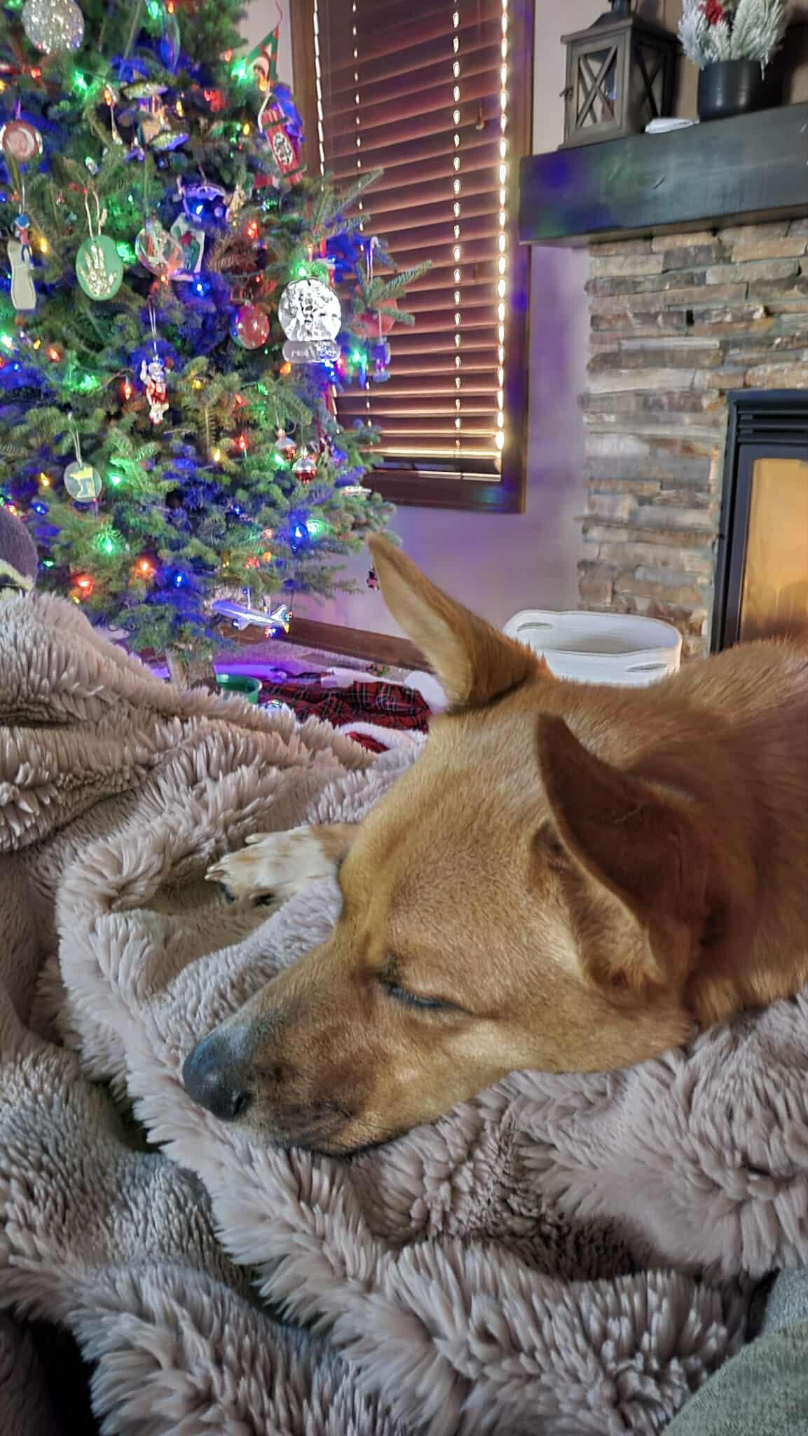 Dutch — thumbnail 5