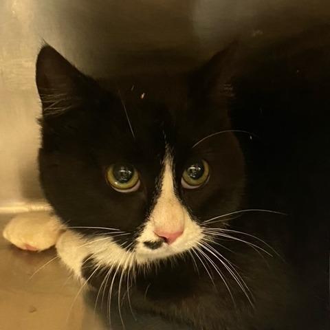 Enlarge Bubbles, a Adoptable Domestic Short Hair in Chehalis, WA image 1/2