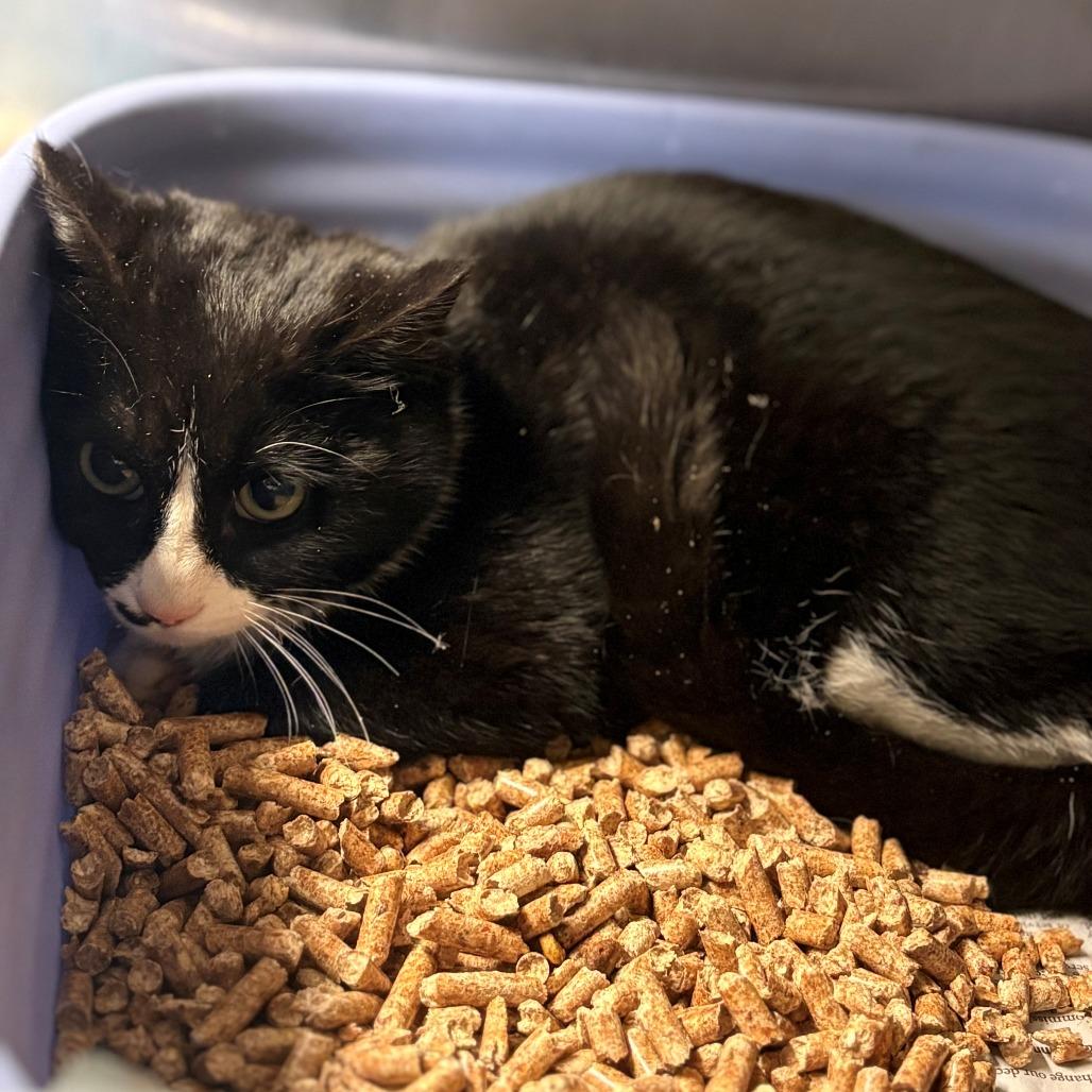 Enlarge Bubbles, a Adoptable Domestic Short Hair in Chehalis, WA image 2/2