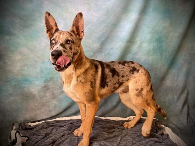 Enlarge SUNNY, a Adoptable mixed breed in Salinas, CA image 1/1