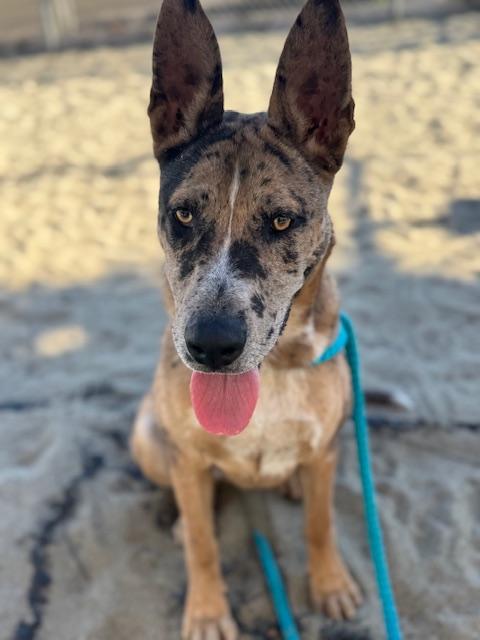 SUNNY, Adoptable, Young Male Catahoula Leopard Dog & German Shepherd Dog.