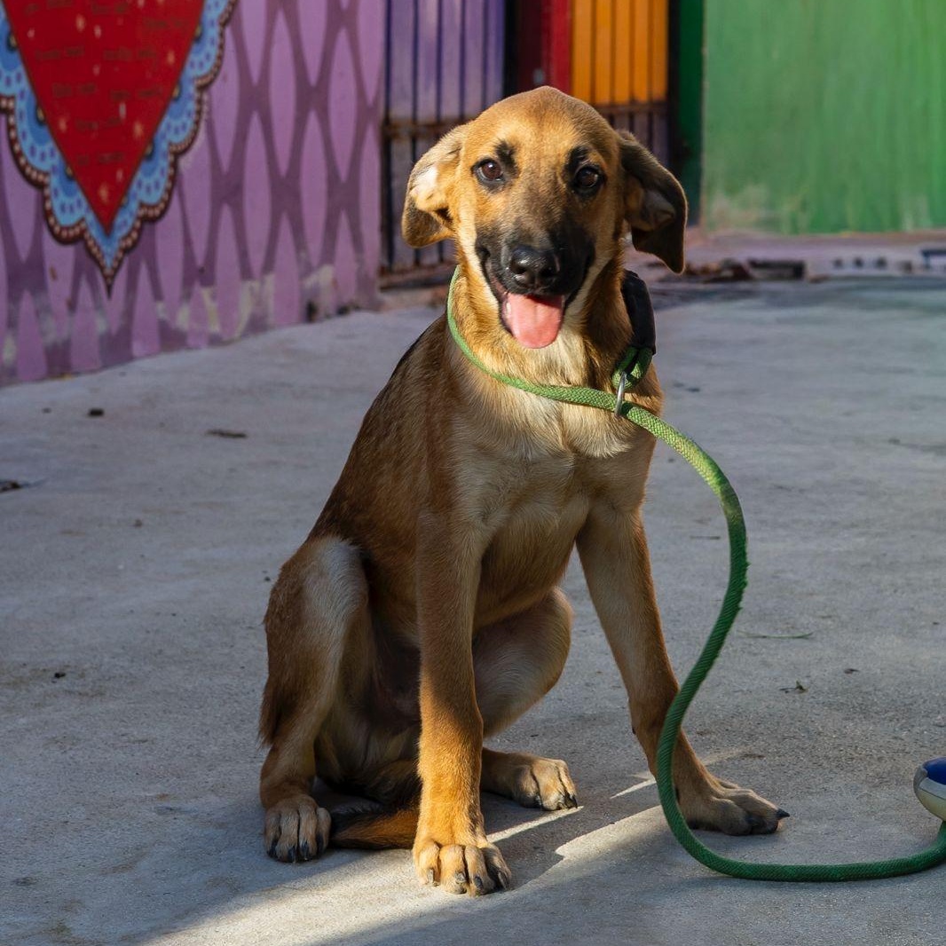 Enlarge Ron, an adopted mixed breed in New York, NY image 1/6