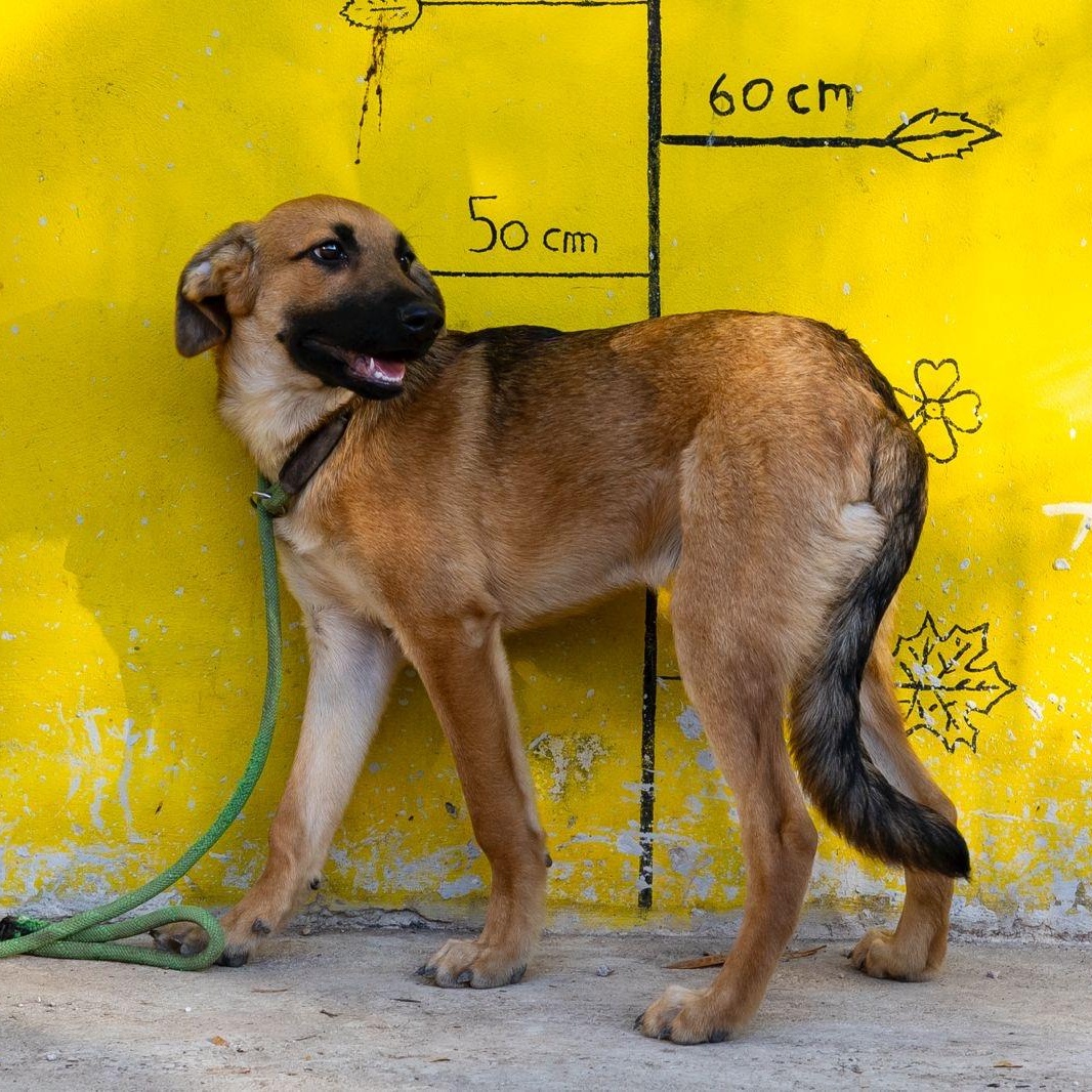 Enlarge Ron, an adopted mixed breed in New York, NY image 2/6