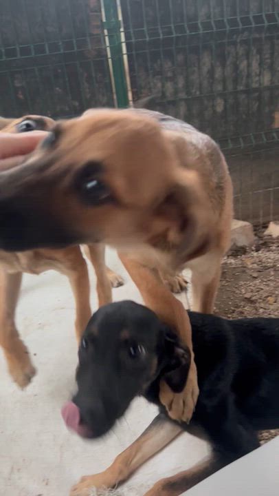 Enlarge Ron, an adopted mixed breed in New York, NY video 6/6