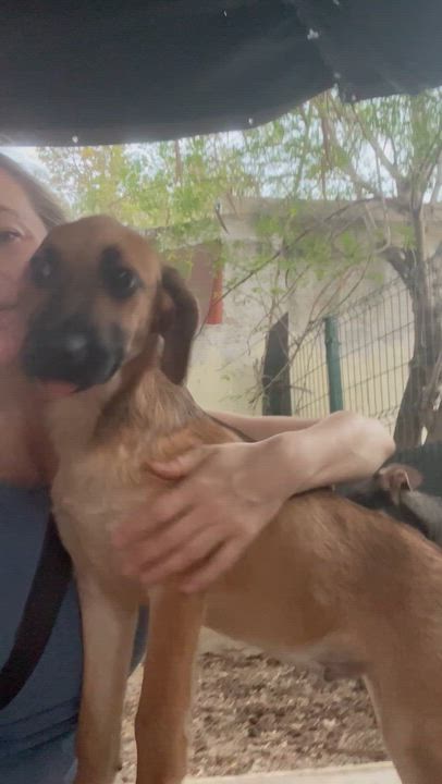 Enlarge Ron, an adopted mixed breed in New York, NY video 3/6