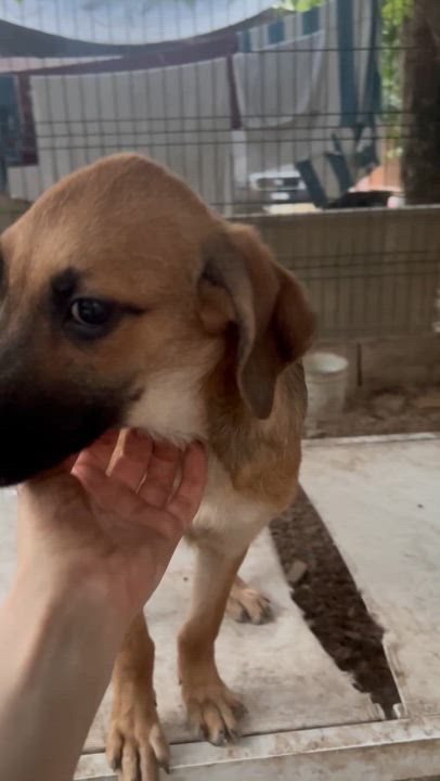 Enlarge Ron, an adopted mixed breed in New York, NY video 4/6