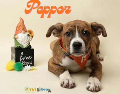 Pepper, Adoptable, Puppy Female Boxer & Mixed Breed.