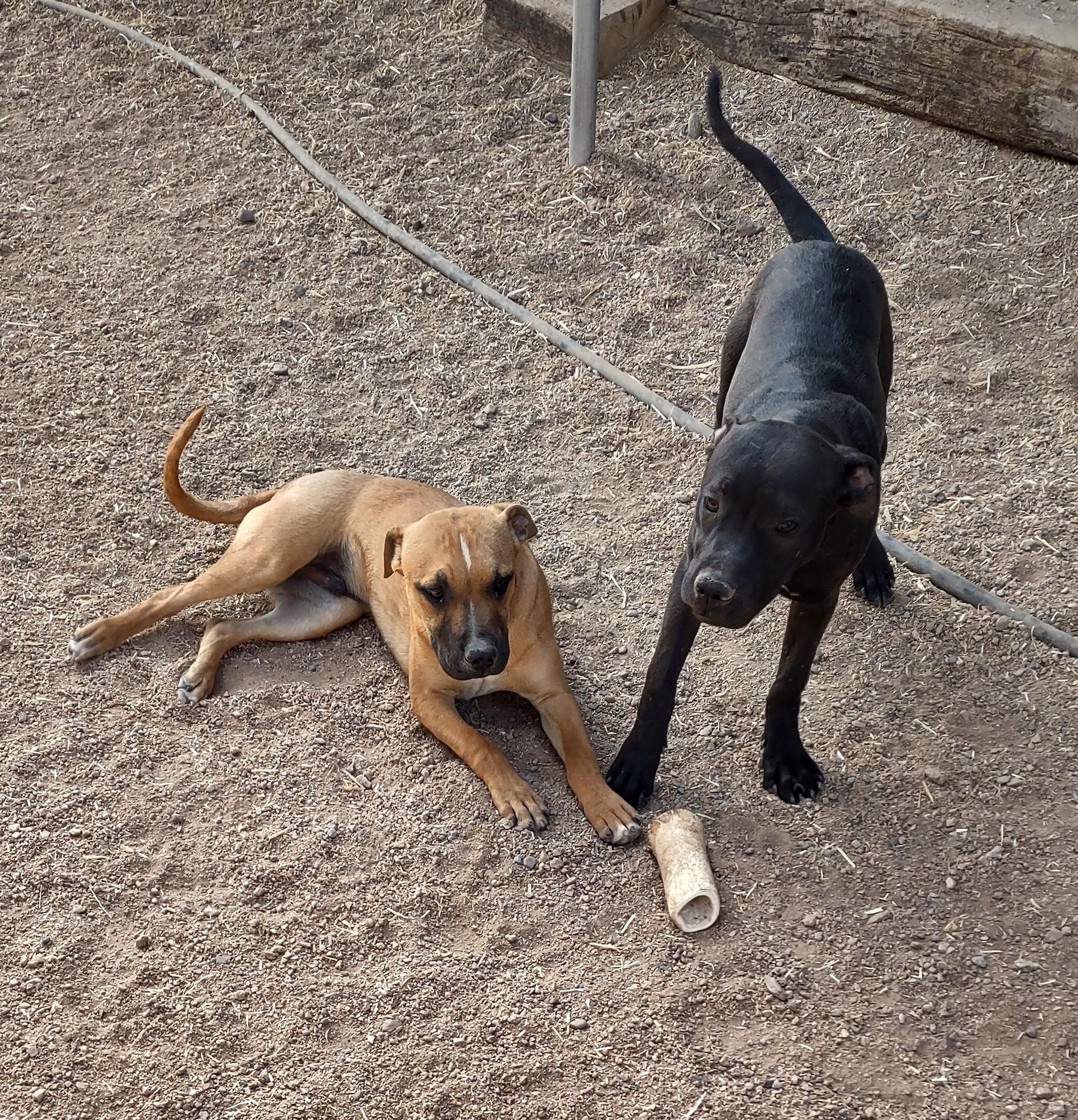 Linus & Axle, ADOPTABLE, Puppy Male Labrador Retriever & American Staffordshire Terrier.