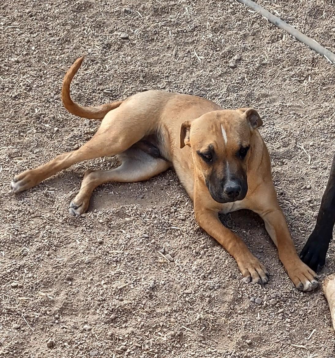 Enlarge Linus & Axle, a ADOPTABLE mixed breed in Golden Valley, AZ image 3/3