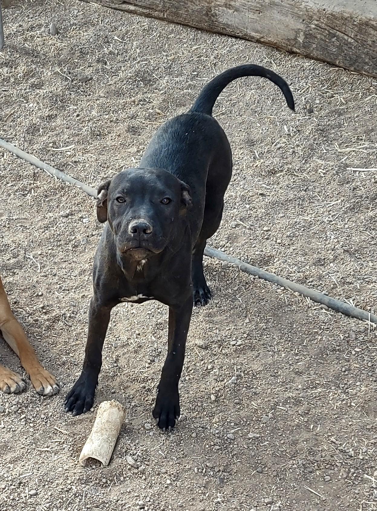 Enlarge Linus & Axle, a ADOPTABLE mixed breed in Golden Valley, AZ image 2/3