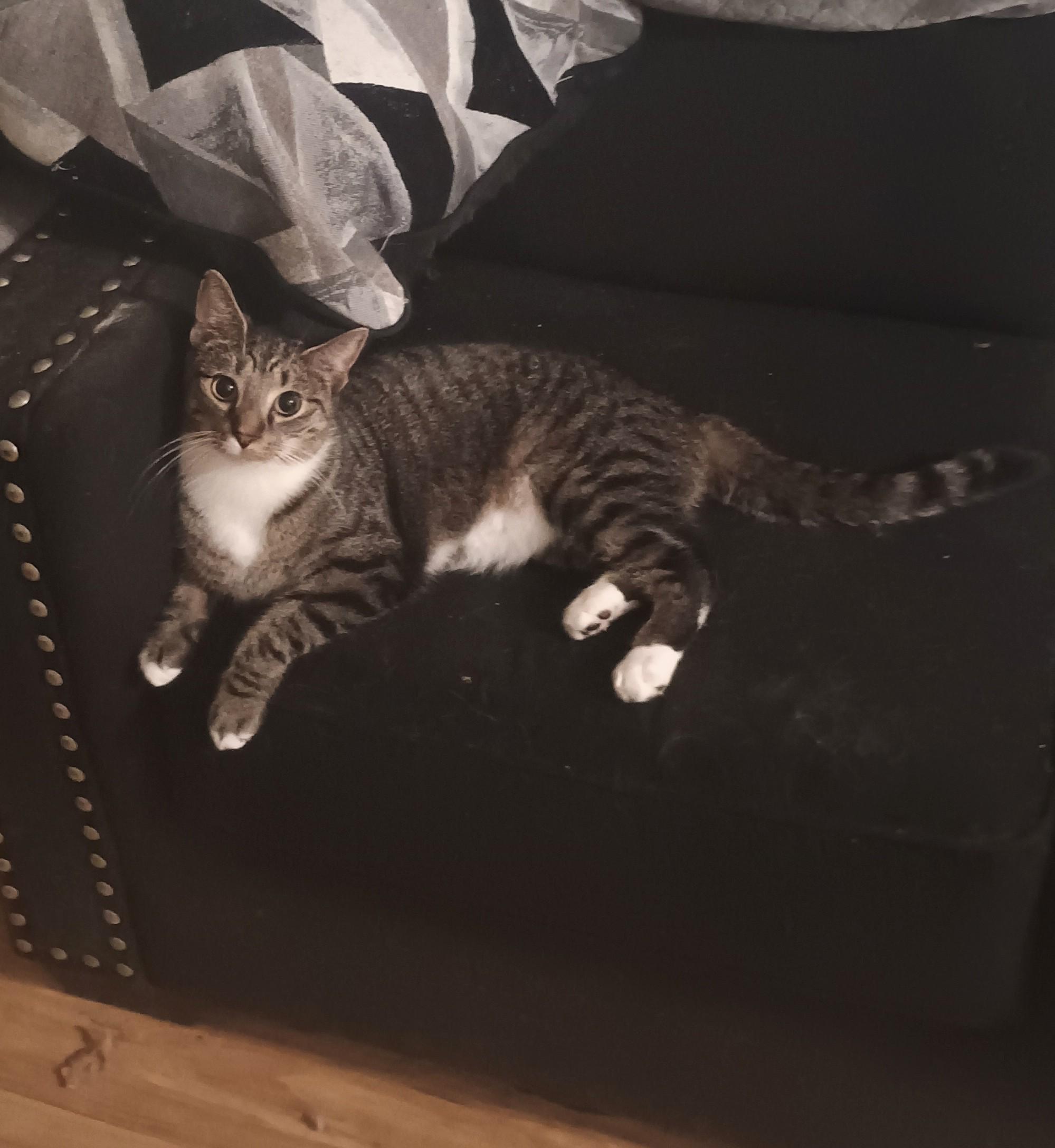 Enlarge Billie - shy & playful, a Adoptable Domestic Short Hair in Hendersonville, TN image 2/4