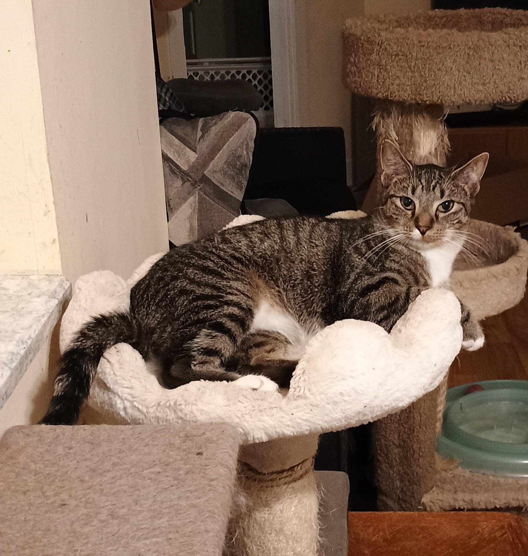 Enlarge Billie - shy & playful, a Adoptable Domestic Short Hair in Hendersonville, TN image 3/4