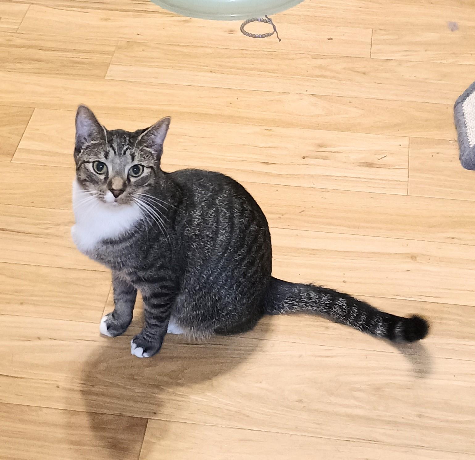 Enlarge Billie - shy & playful, a Adoptable Domestic Short Hair in Hendersonville, TN image 1/4