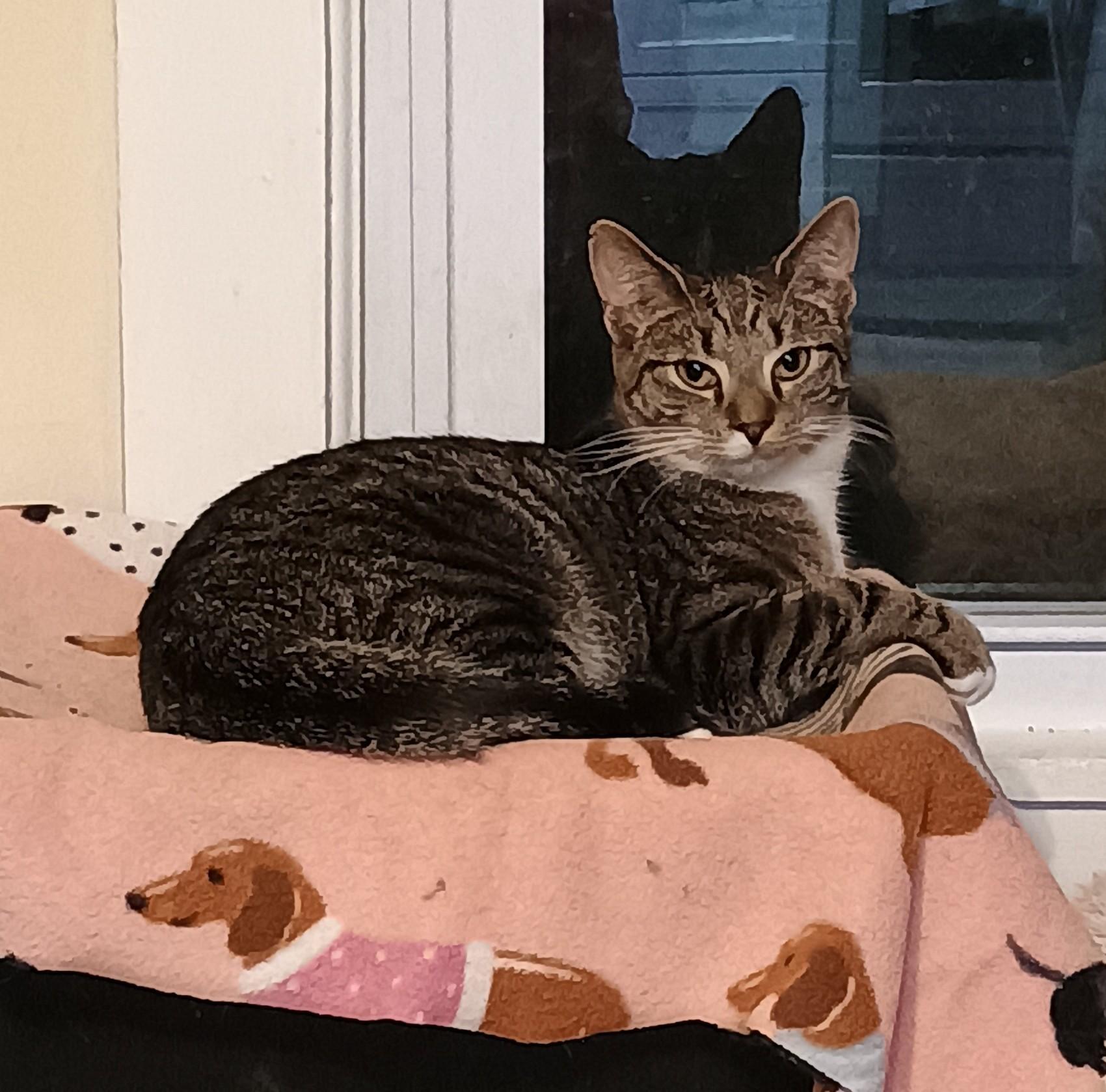 Enlarge Billie - shy & playful, a Adoptable Domestic Short Hair in Hendersonville, TN image 4/4