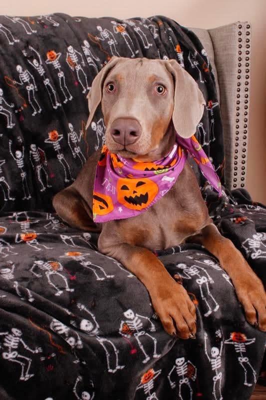 Enlarge Rusty, a Adoptable Doberman Pinscher in Fayetteville, AR image 1/1