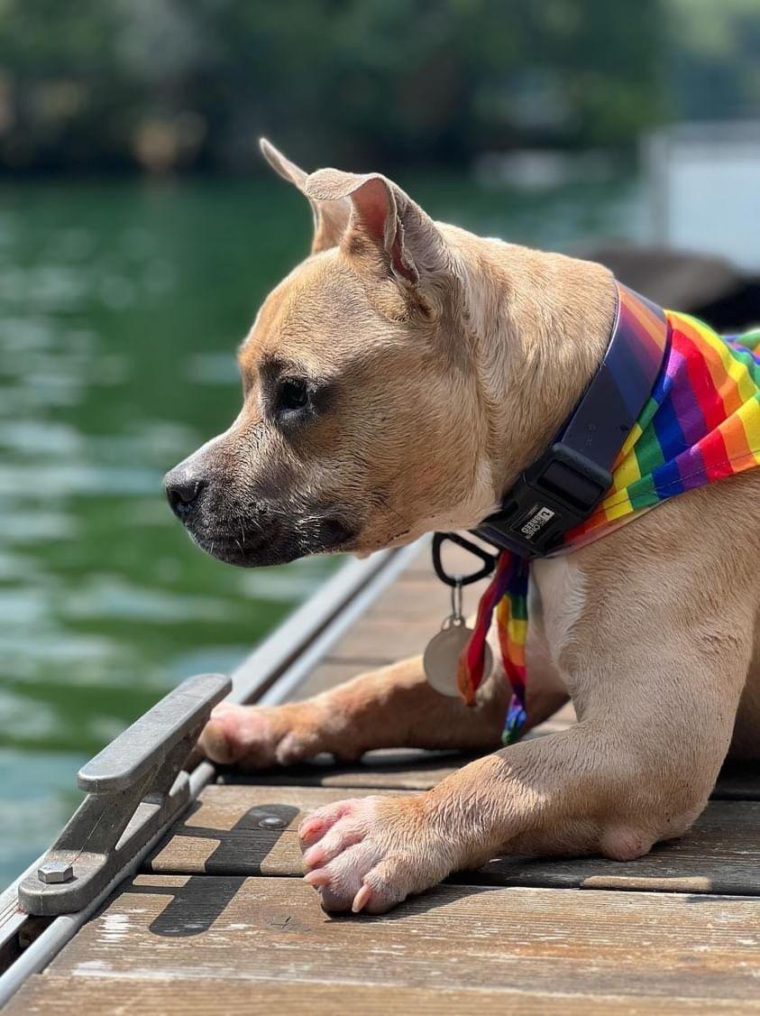 Rey, a Adoptable Mixed Breed in Mont-Royal, QC image 2/6