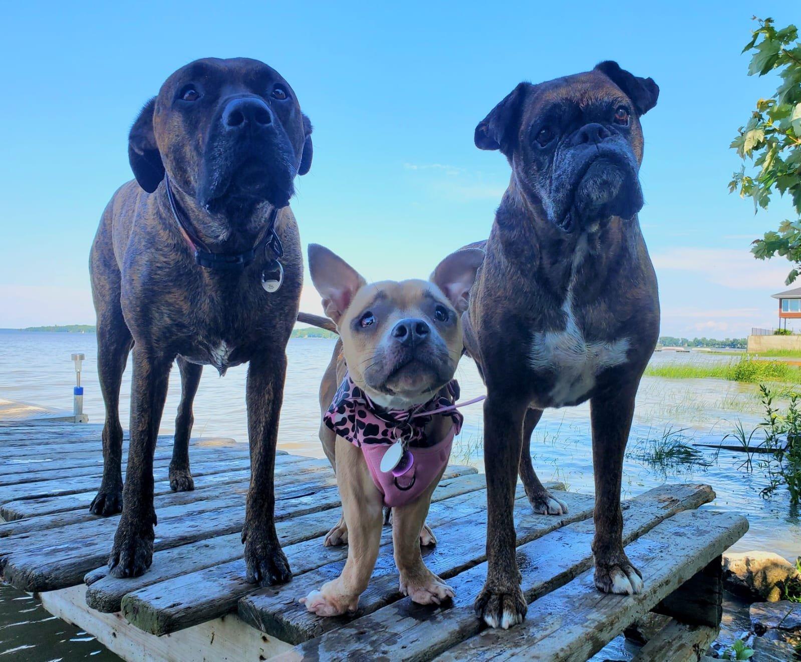 Rey, a Adoptable Mixed Breed in Mont-Royal, QC image 3/6
