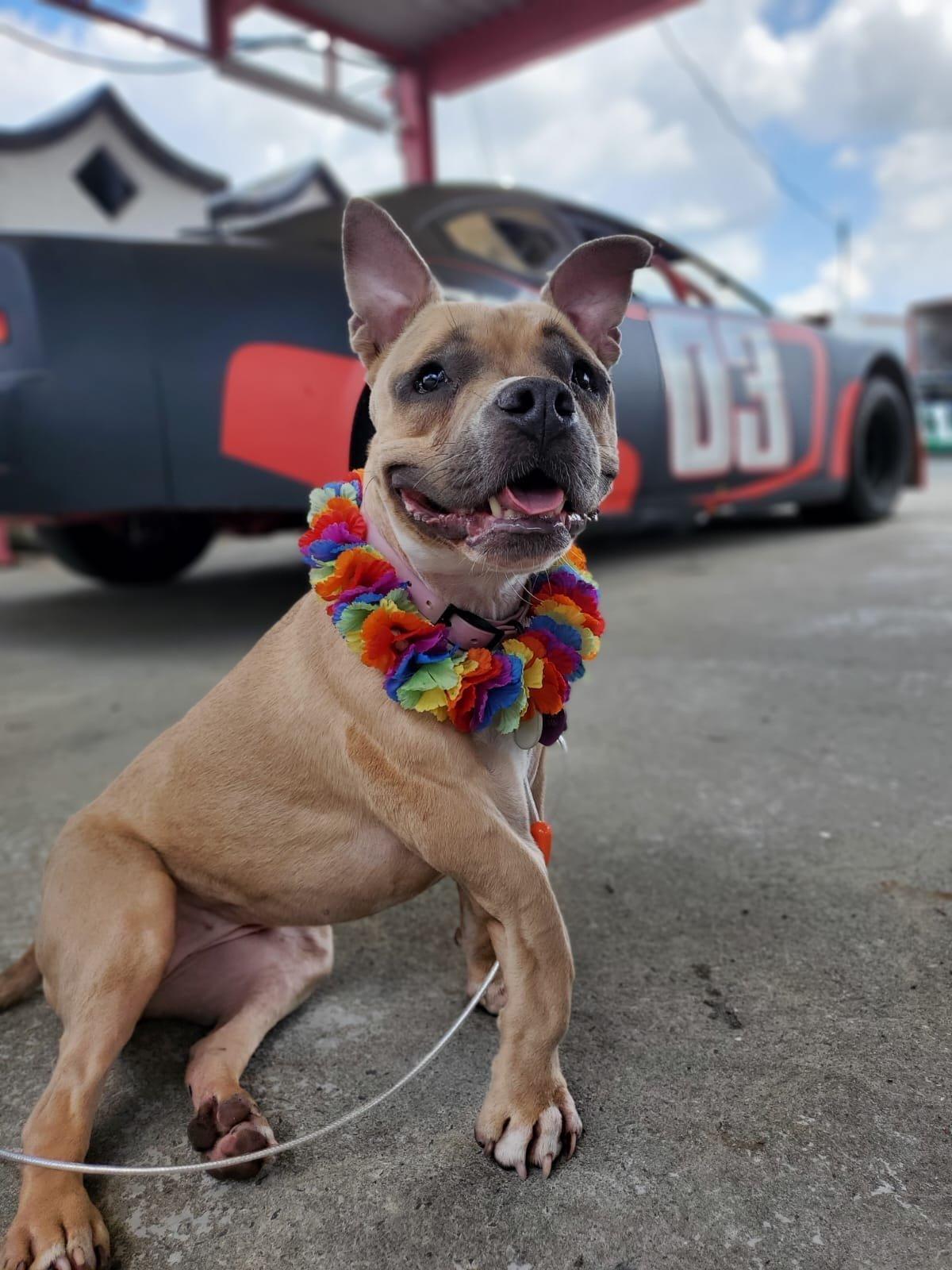 Rey, a Adoptable Mixed Breed in Mont-Royal, QC image 4/6