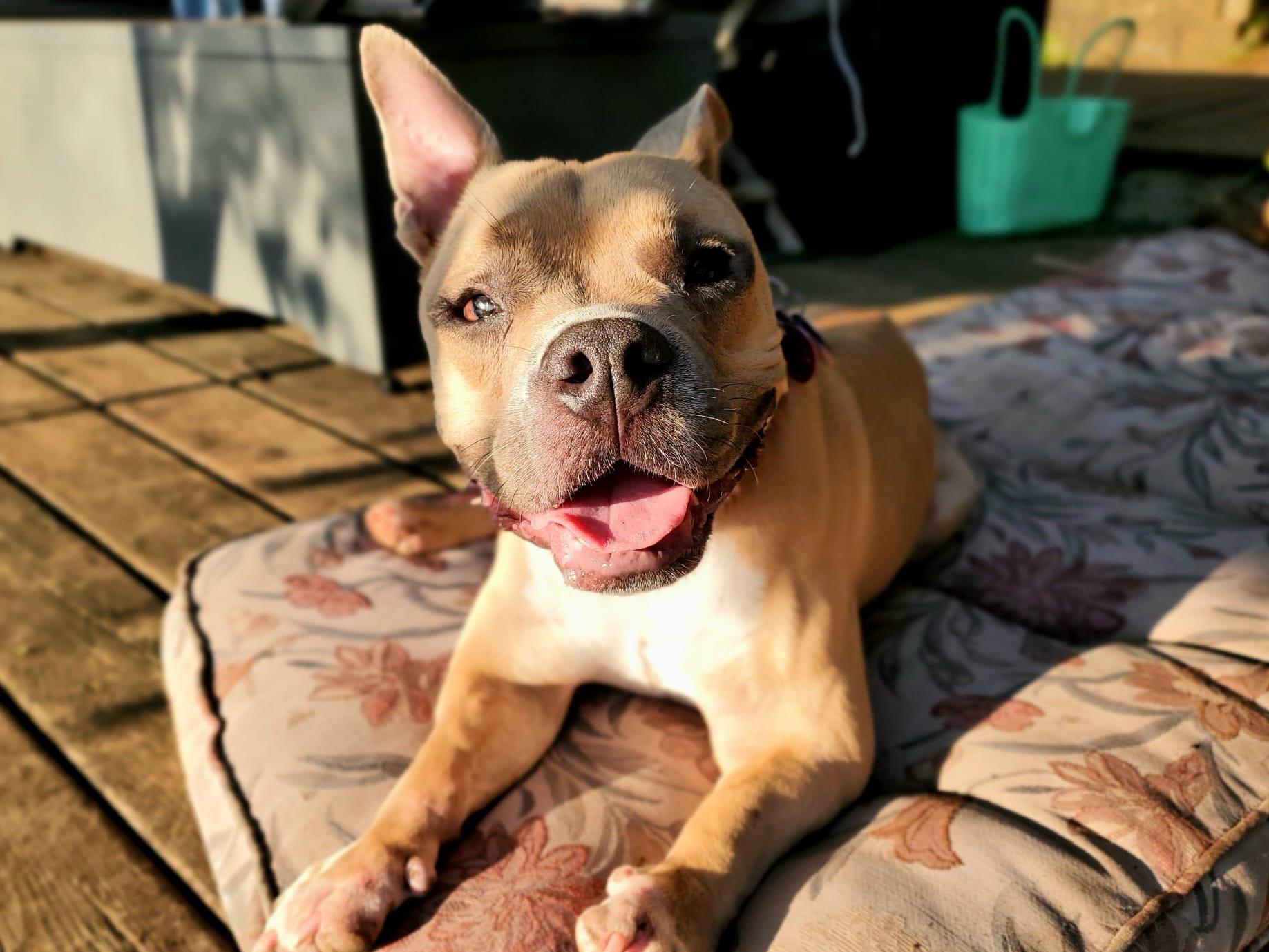 Rey, a Adoptable Mixed Breed in Mont-Royal, QC image 5/6