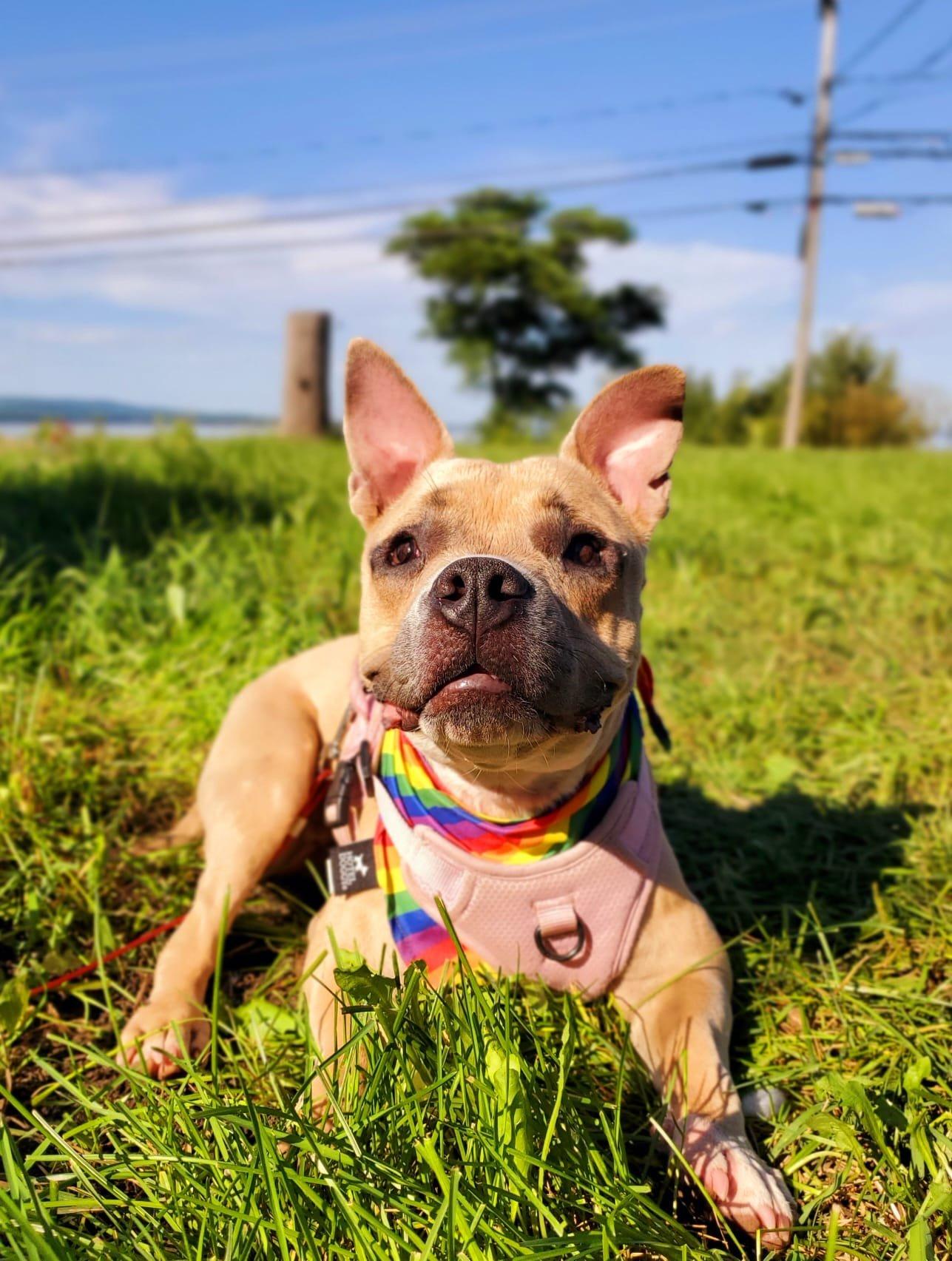 Rey, Adoptable, Adult Female Mixed Breed.