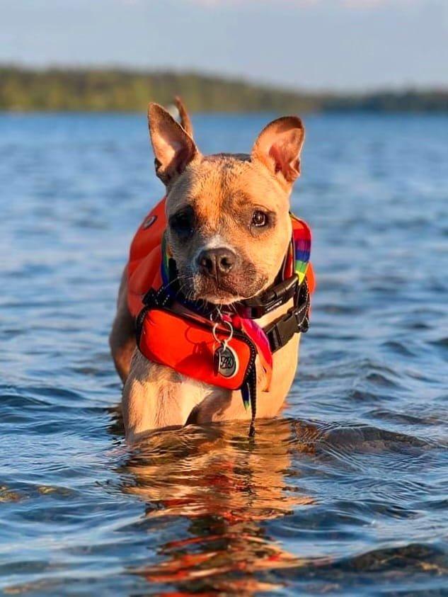 Rey, a Adoptable Mixed Breed in Mont-Royal, QC image 6/6