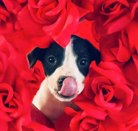 Rolo, ADOPTABLE, Puppy Male Border Collie.