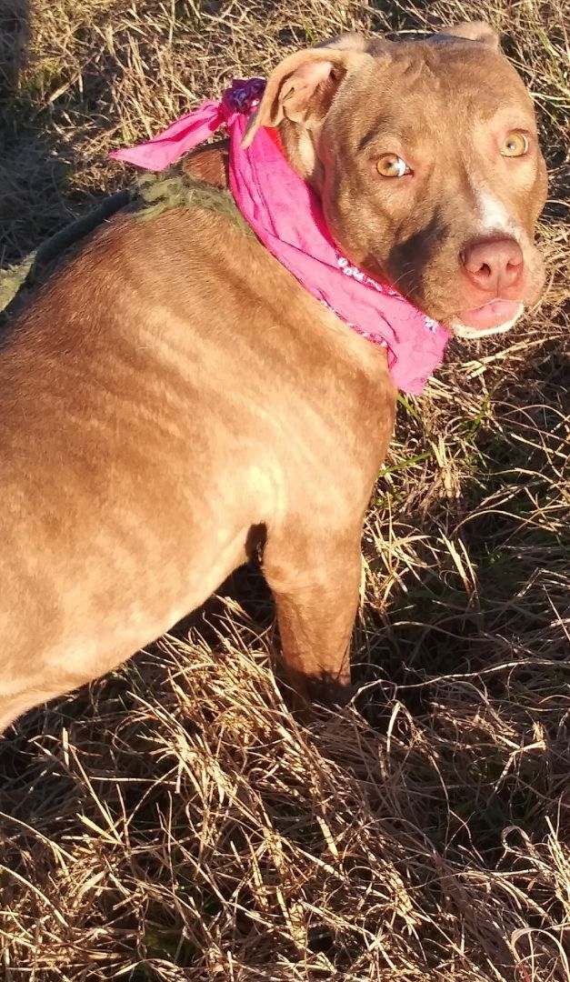 Ally - darling girl!!! (WA-088156), Adoptable, Young Female American Staffordshire Terrier & Blue Lacy.