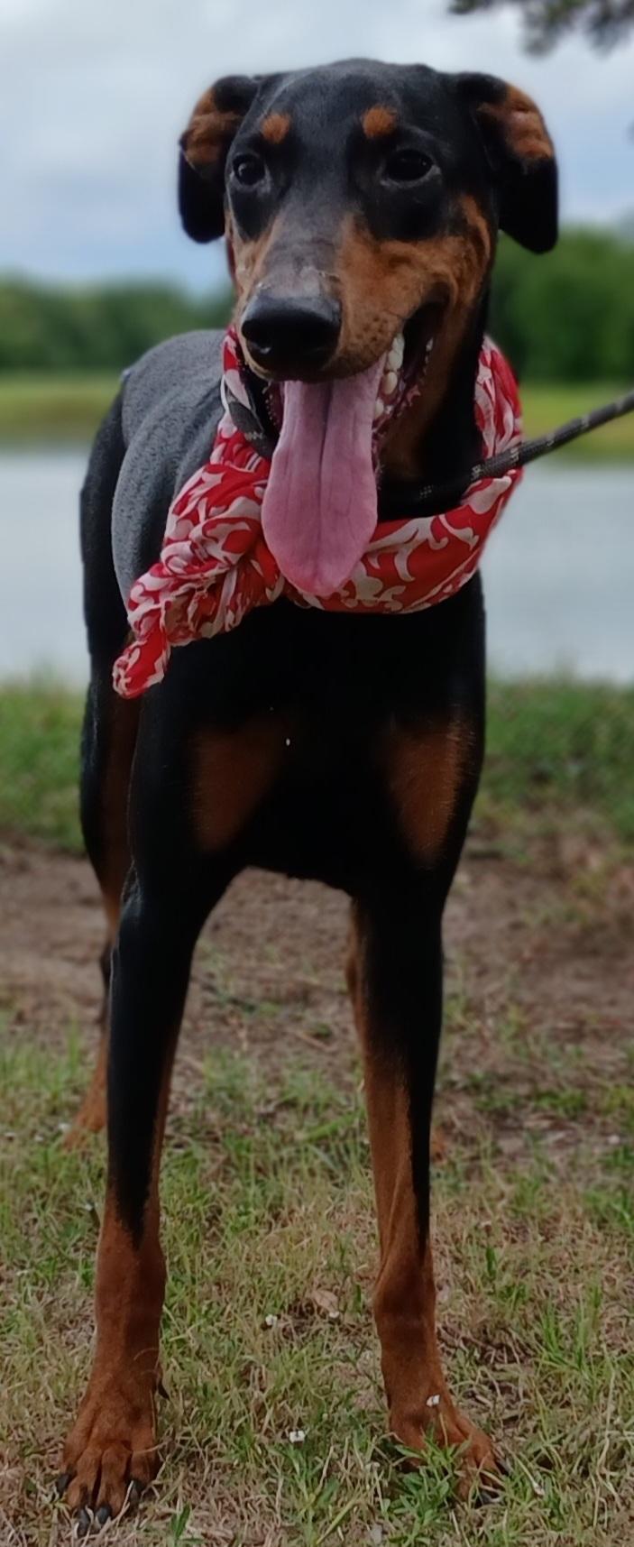 Enlarge Priscilla - darling girl (CT-788156), a Adoptable Doberman Pinscher in Winsted, CT image 3/6