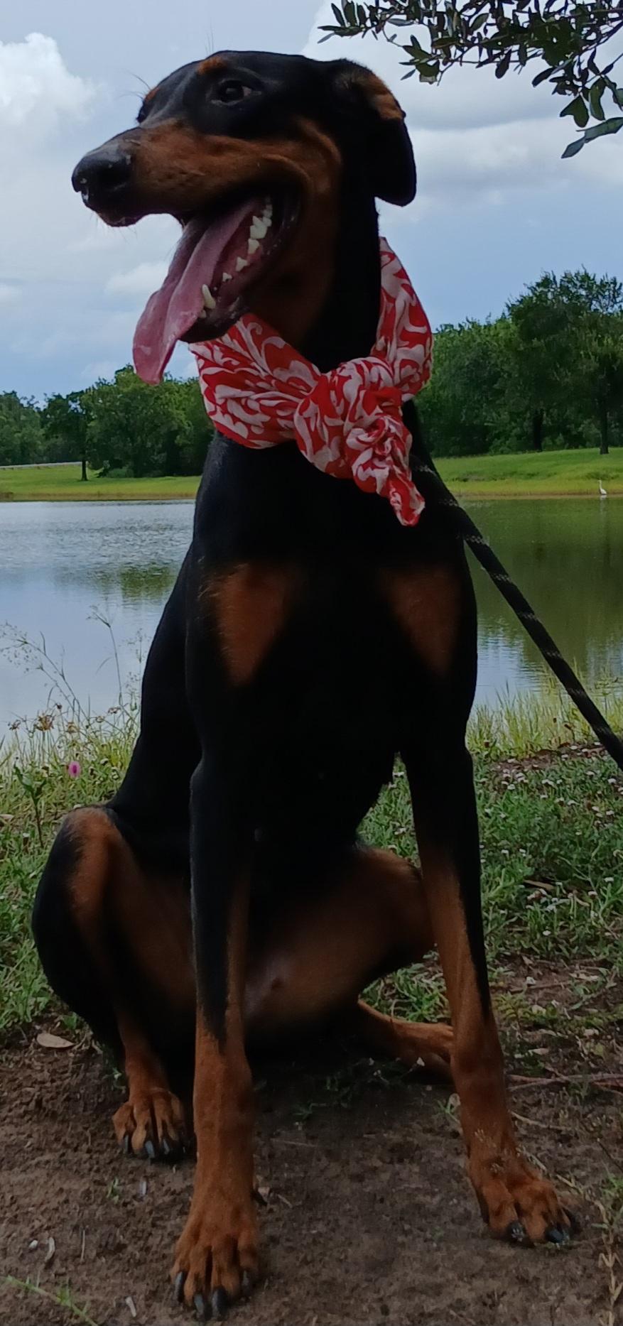 Enlarge Priscilla - darling girl (CT-788156), a Adoptable Doberman Pinscher in Winsted, CT image 6/6