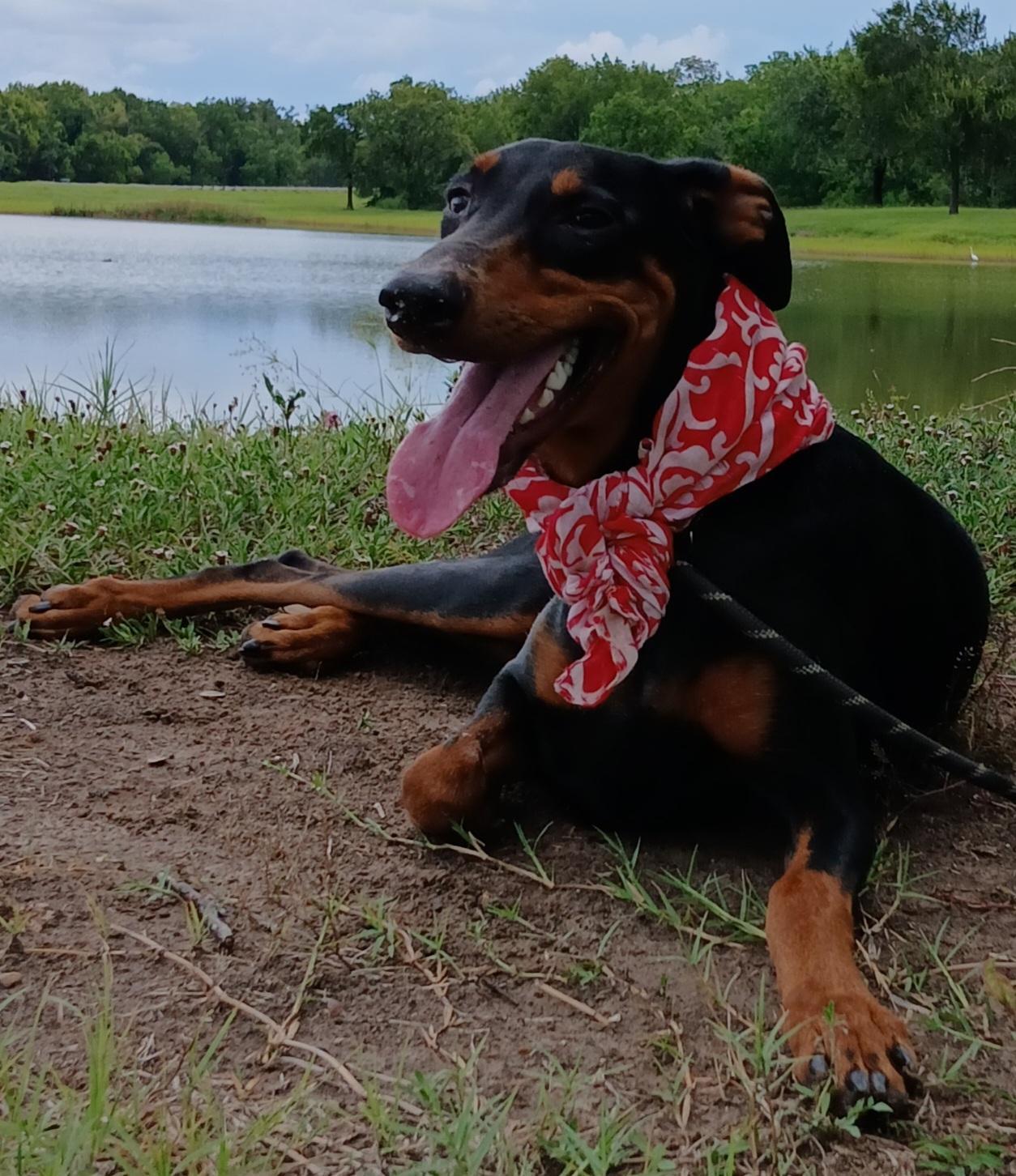 Enlarge Priscilla - darling girl (CT-788156), a Adoptable Doberman Pinscher in Winsted, CT image 5/6