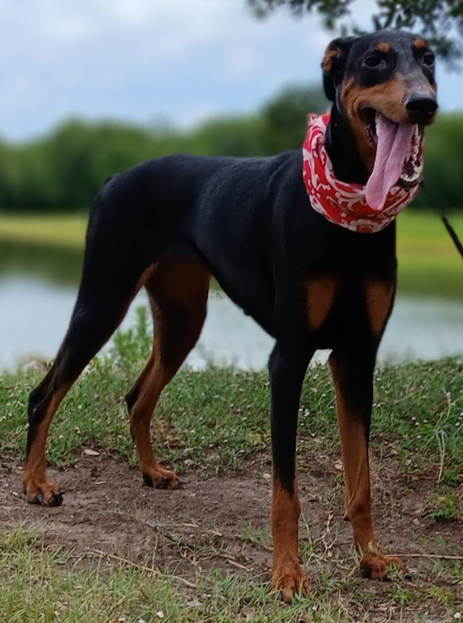 Enlarge Priscilla - darling girl (CT-788156), a Adoptable Doberman Pinscher in Winsted, CT image 2/6