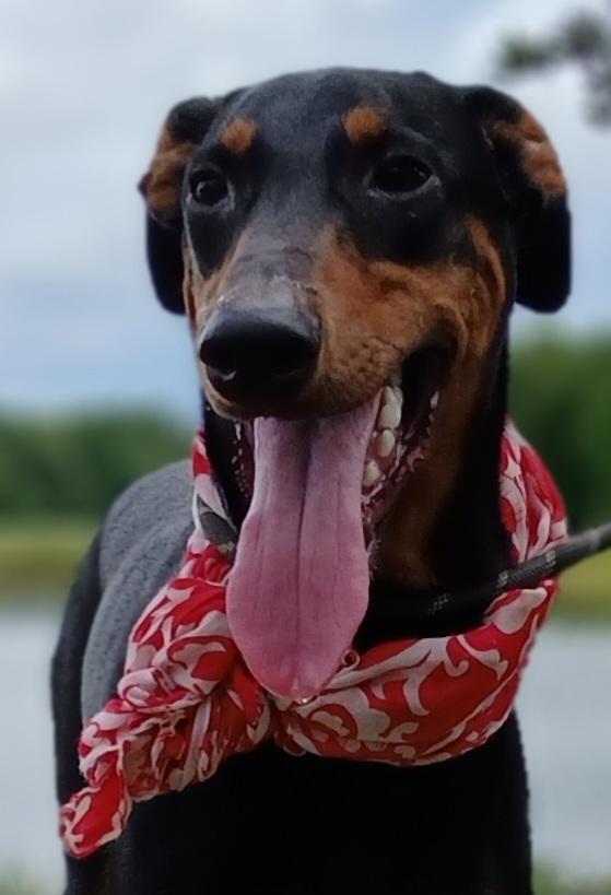 Enlarge Priscilla - darling girl (CT-788156), a Adoptable Doberman Pinscher in Winsted, CT image 1/6