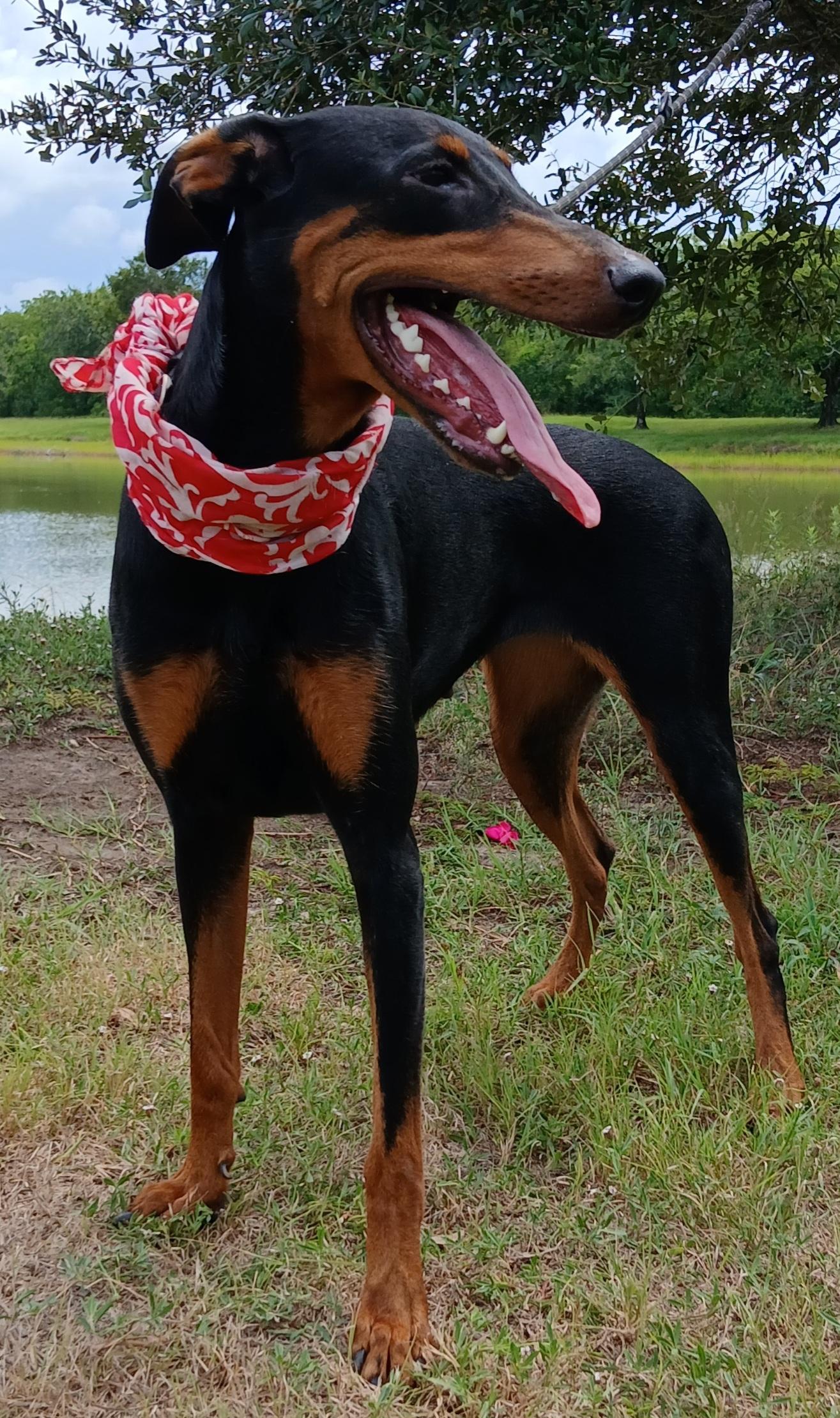 Enlarge Priscilla - darling girl (CT-788156), a Adoptable Doberman Pinscher in Winsted, CT image 4/6
