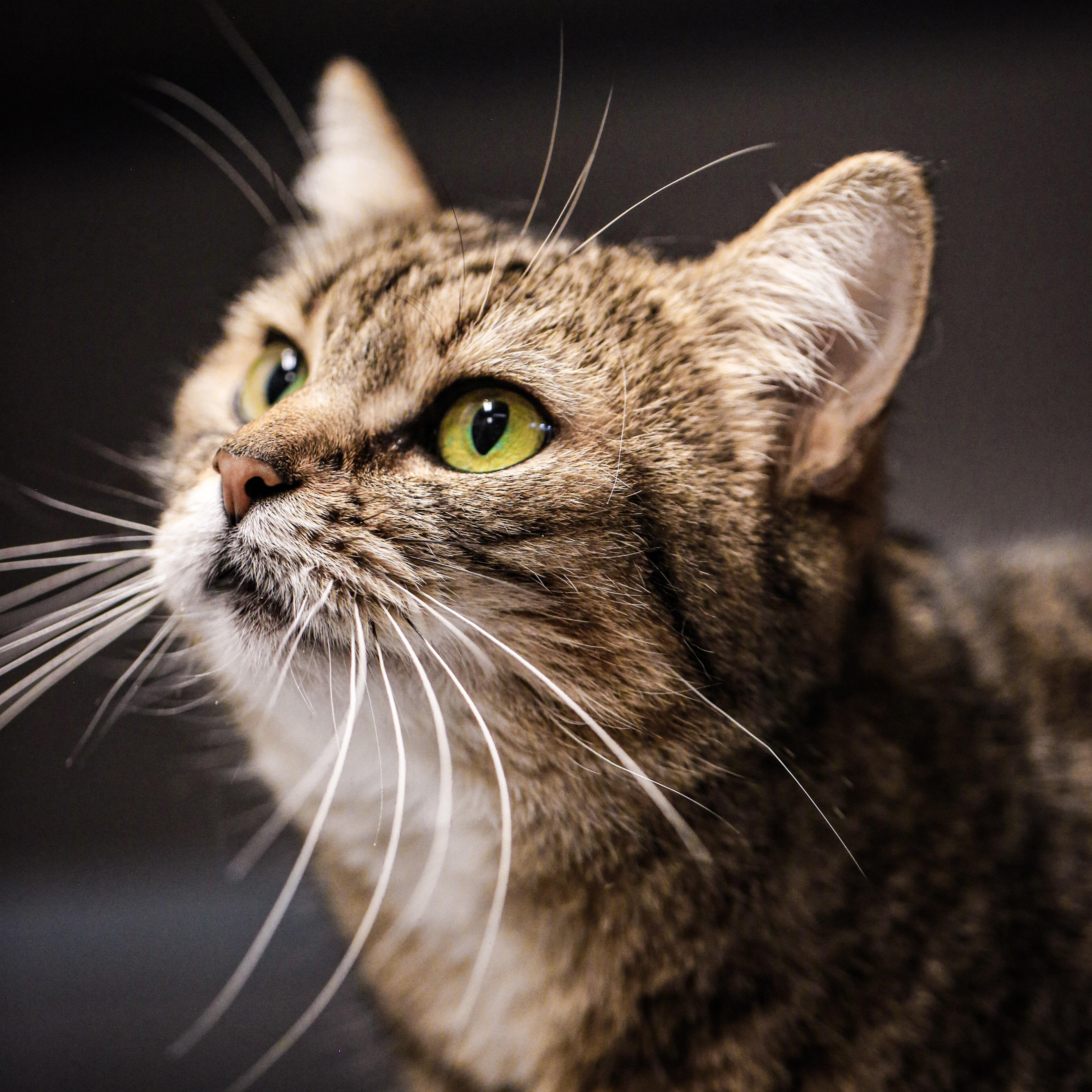 Enlarge Jade - Pretty Kitty, a ADOPTABLE Domestic Short Hair in Grass Valley, CA image 1/2