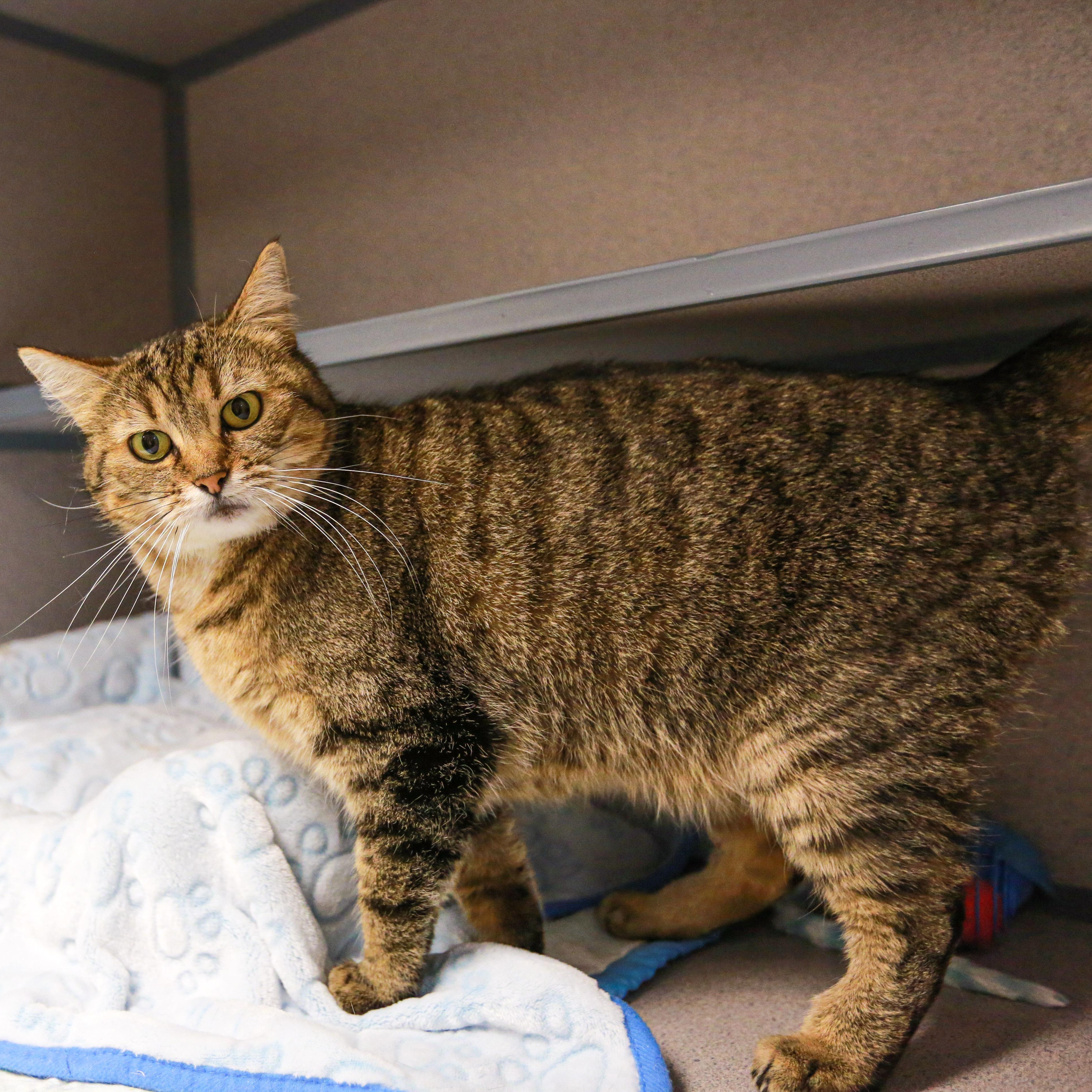 Enlarge Jade - Pretty Kitty, a ADOPTABLE Domestic Short Hair in Grass Valley, CA image 2/2