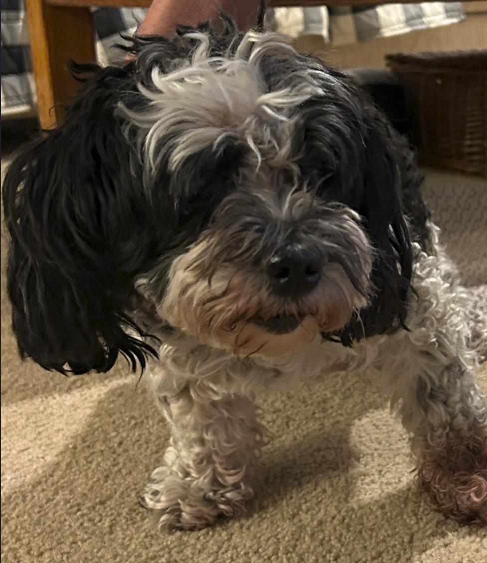 Enlarge Pi in MO, a Adopted Havanese in Cumming, GA image 1/2