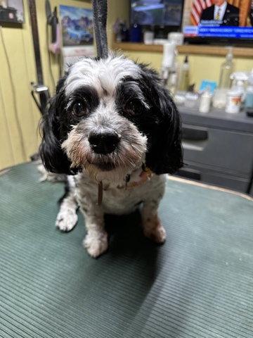 Enlarge Pi in MO, a Adopted Havanese in Cumming, GA image 2/2
