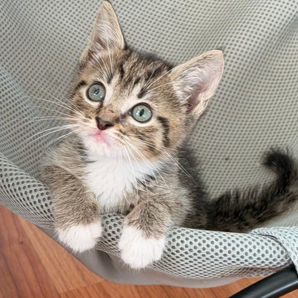 Obi-Wan, Adoptable, Kitten Male Domestic Short Hair.