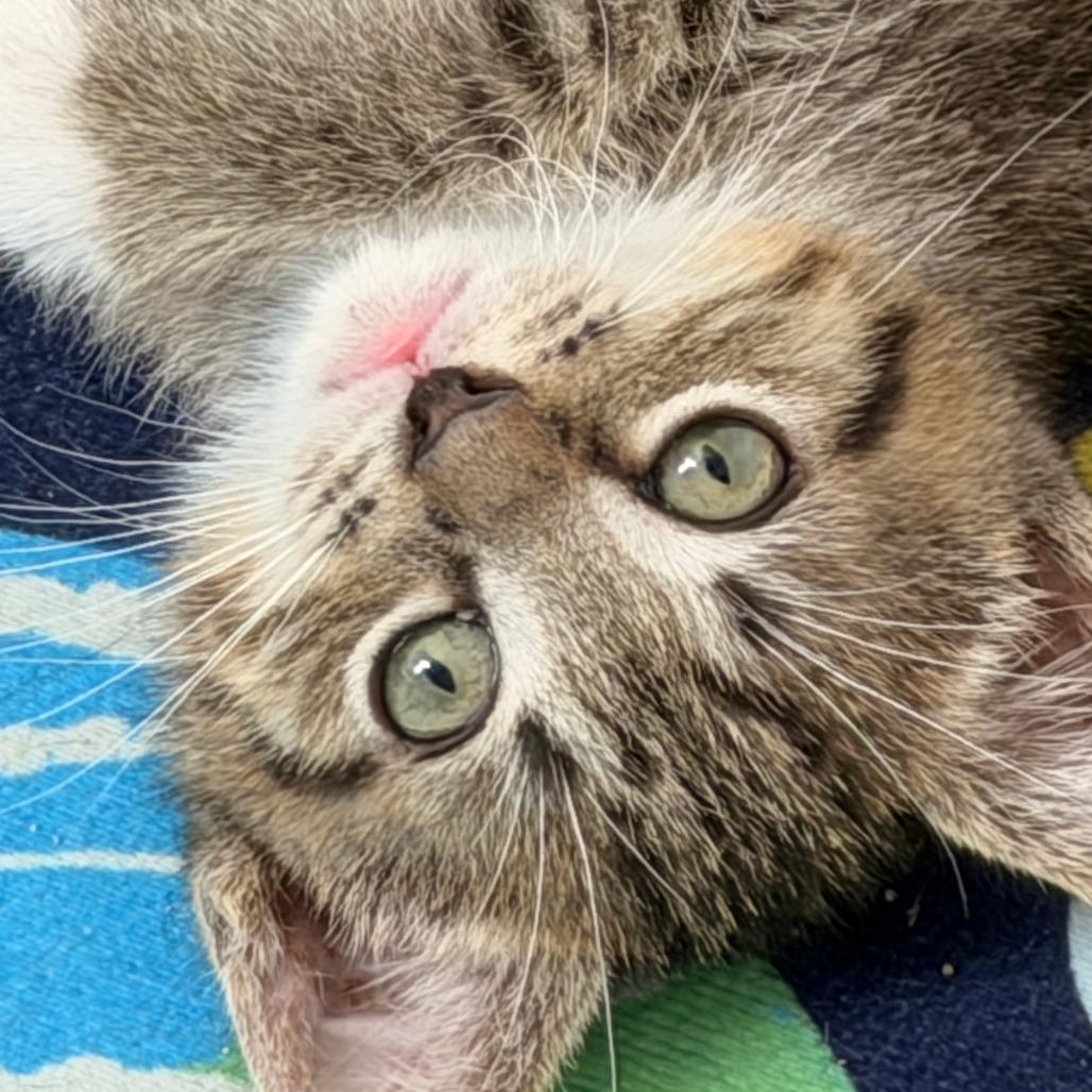 Enlarge Obi-Wan, a Adoptable Domestic Short Hair in Jupiter, FL image 2/6