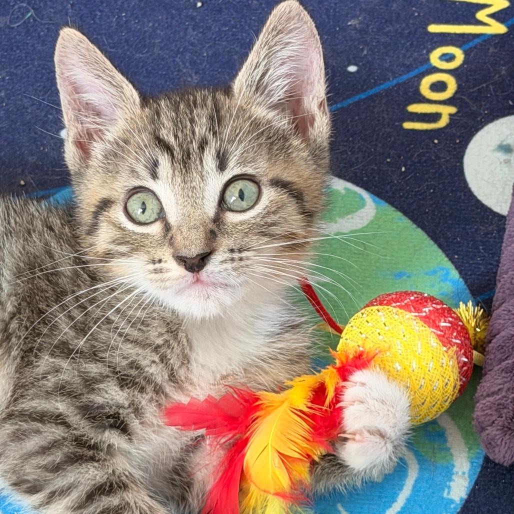 Enlarge Obi-Wan, a Adoptable Domestic Short Hair in Jupiter, FL image 3/6