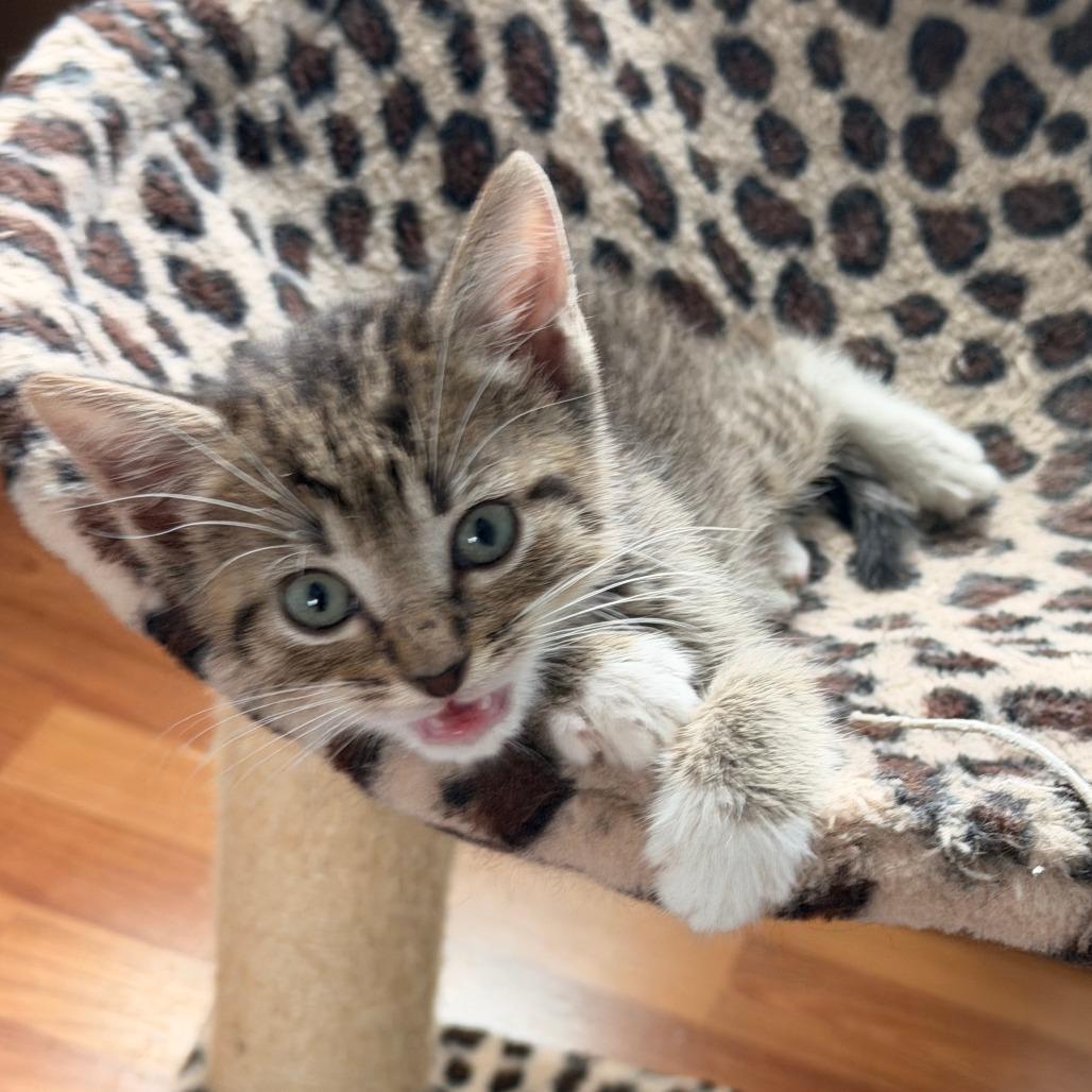 Enlarge Obi-Wan, a Adoptable Domestic Short Hair in Jupiter, FL image 4/6