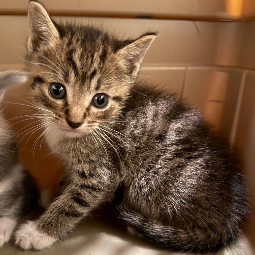 Enlarge Obi-Wan, a Adoptable Domestic Short Hair in Jupiter, FL image 5/6