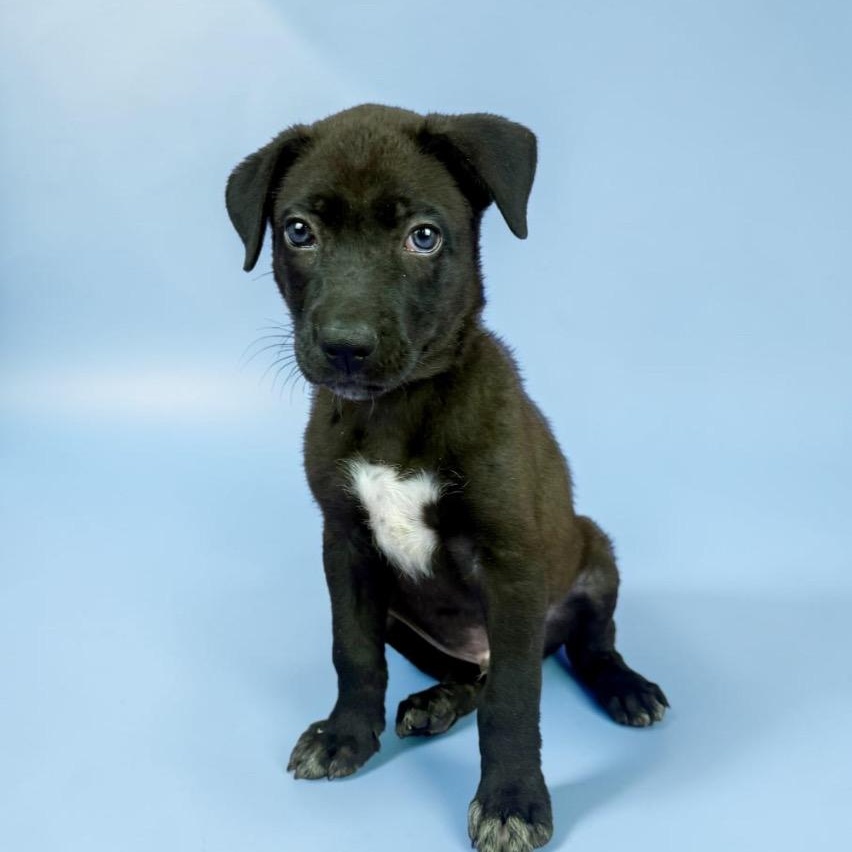 Enlarge Bruin, a Adoptable mixed breed in Brattleboro, VT image 2/3