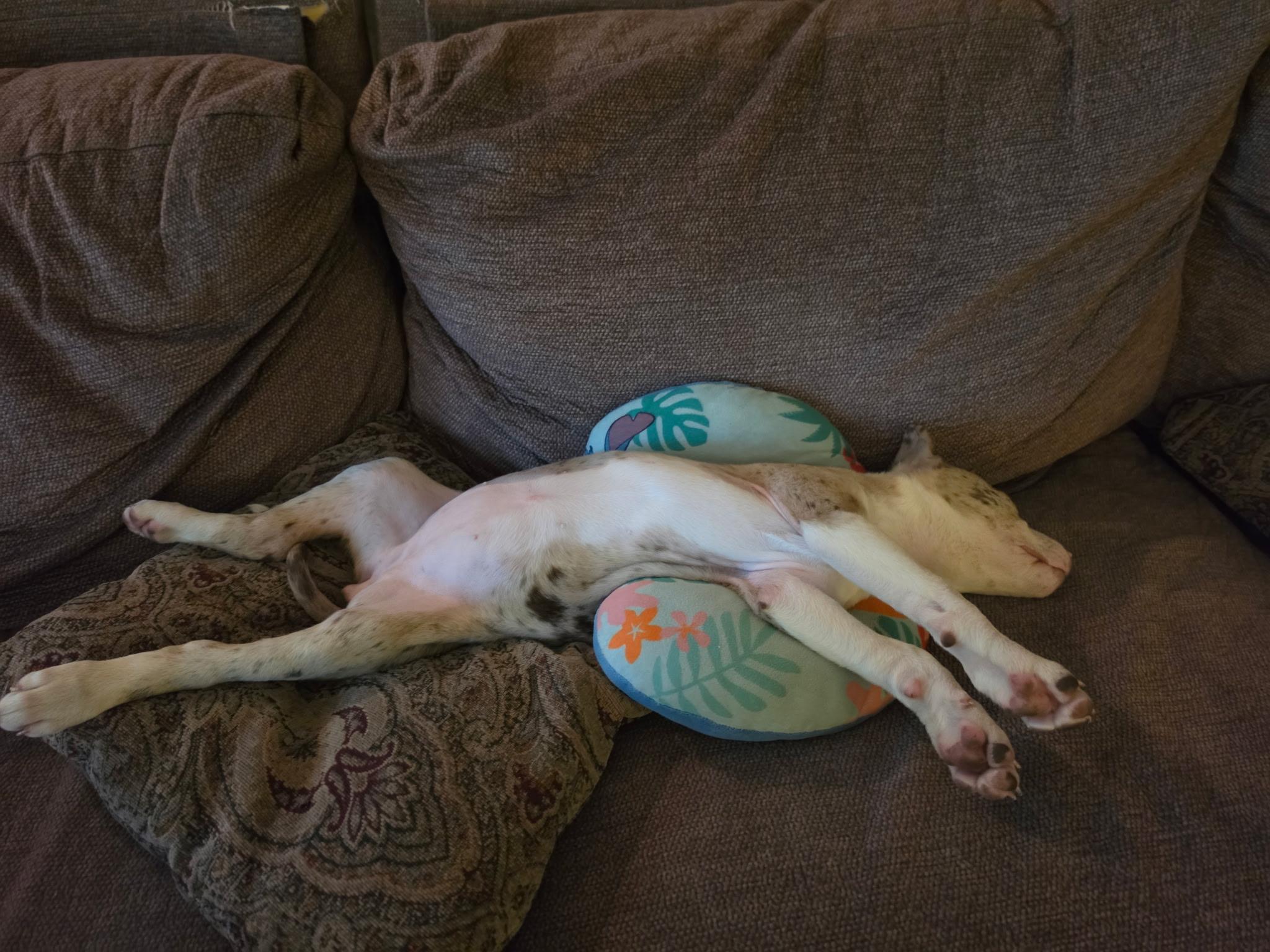 Poppy, a Adoptable mixed breed in Columbia, MD image 6/6