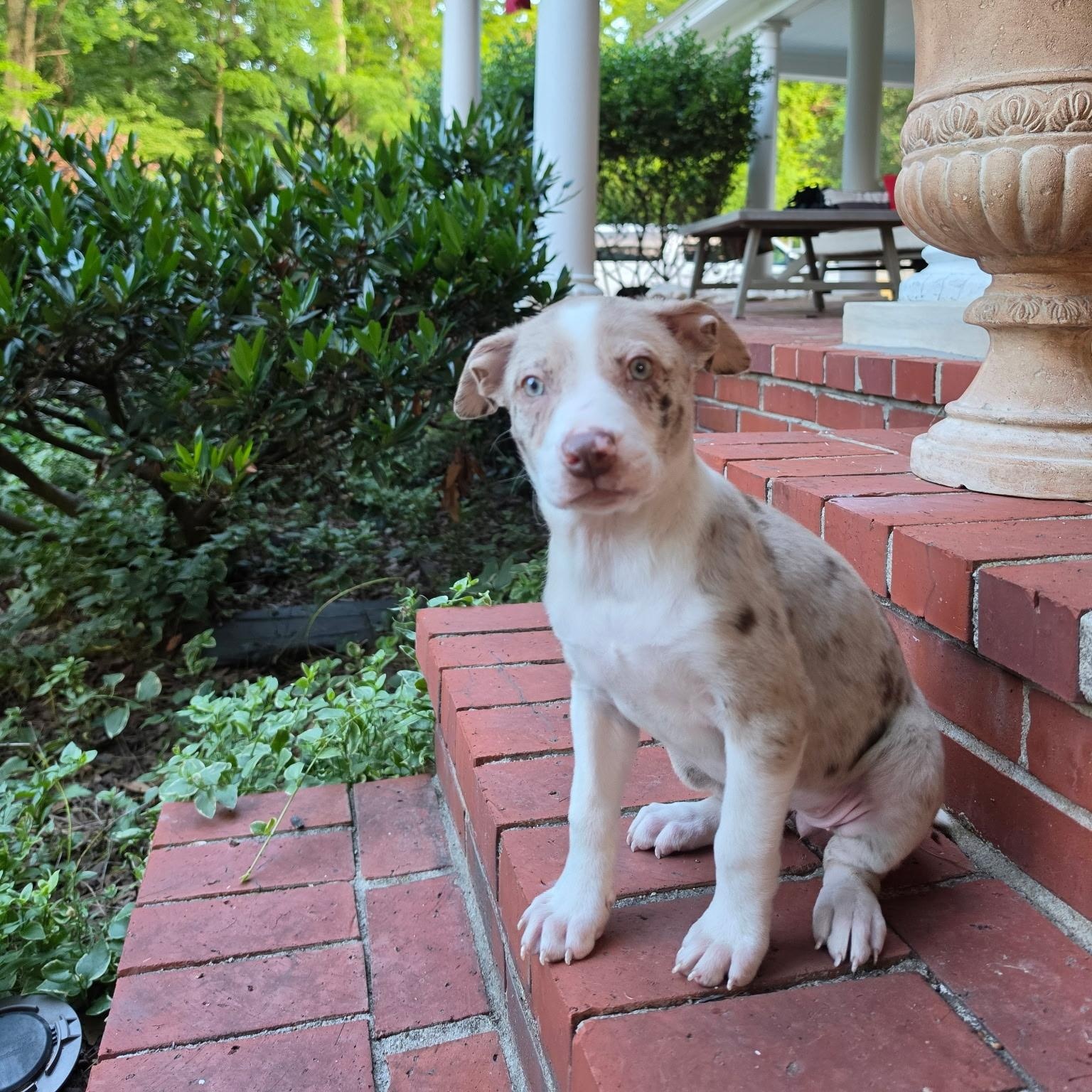Poppy, a Adoptable mixed breed in Columbia, MD image 2/6