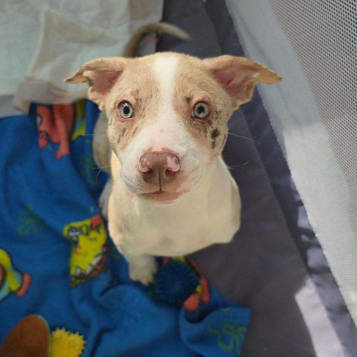 Poppy, a Adoptable mixed breed in Columbia, MD image 5/6