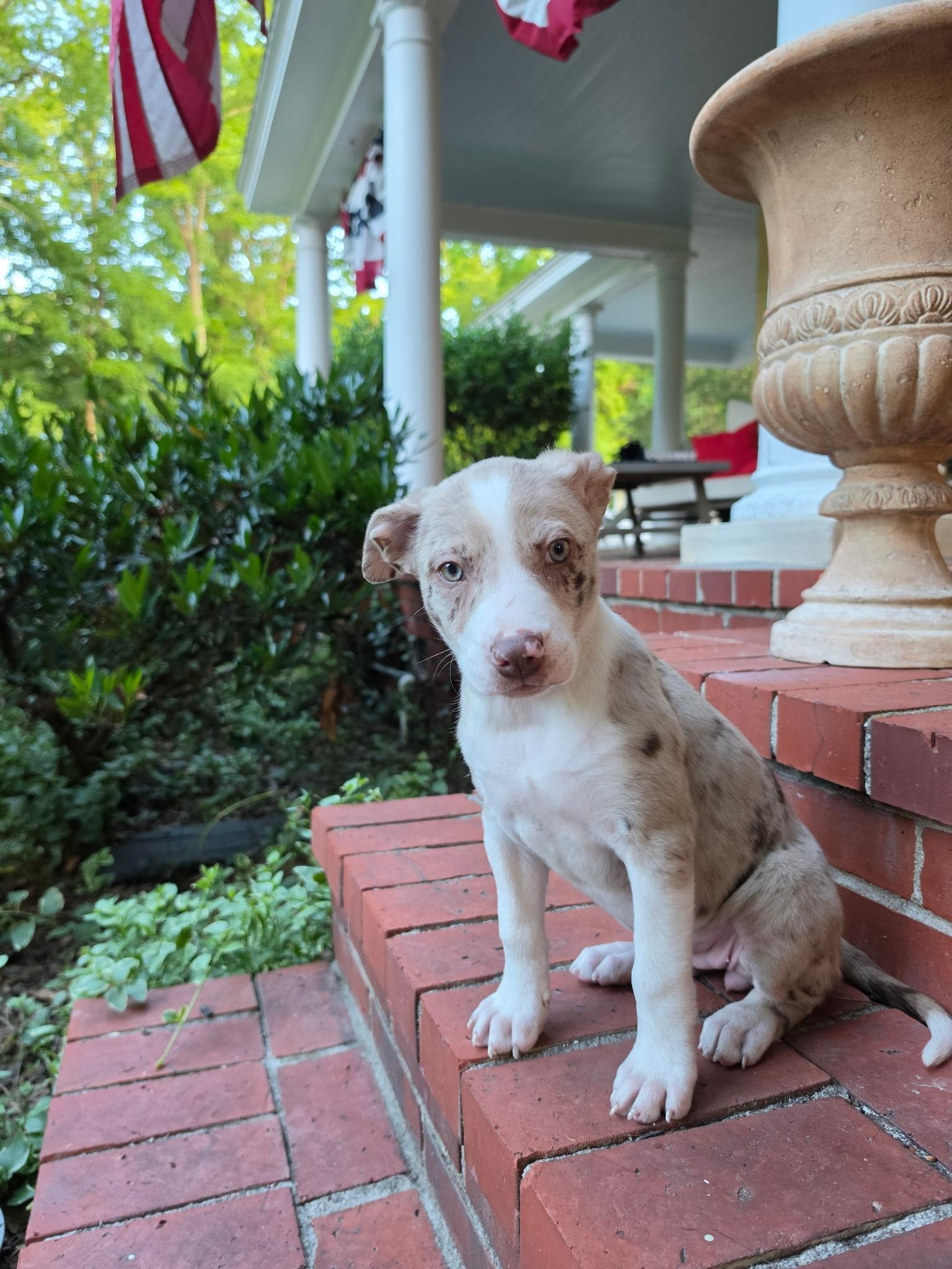 Poppy, a Adoptable mixed breed in Columbia, MD image 1/6