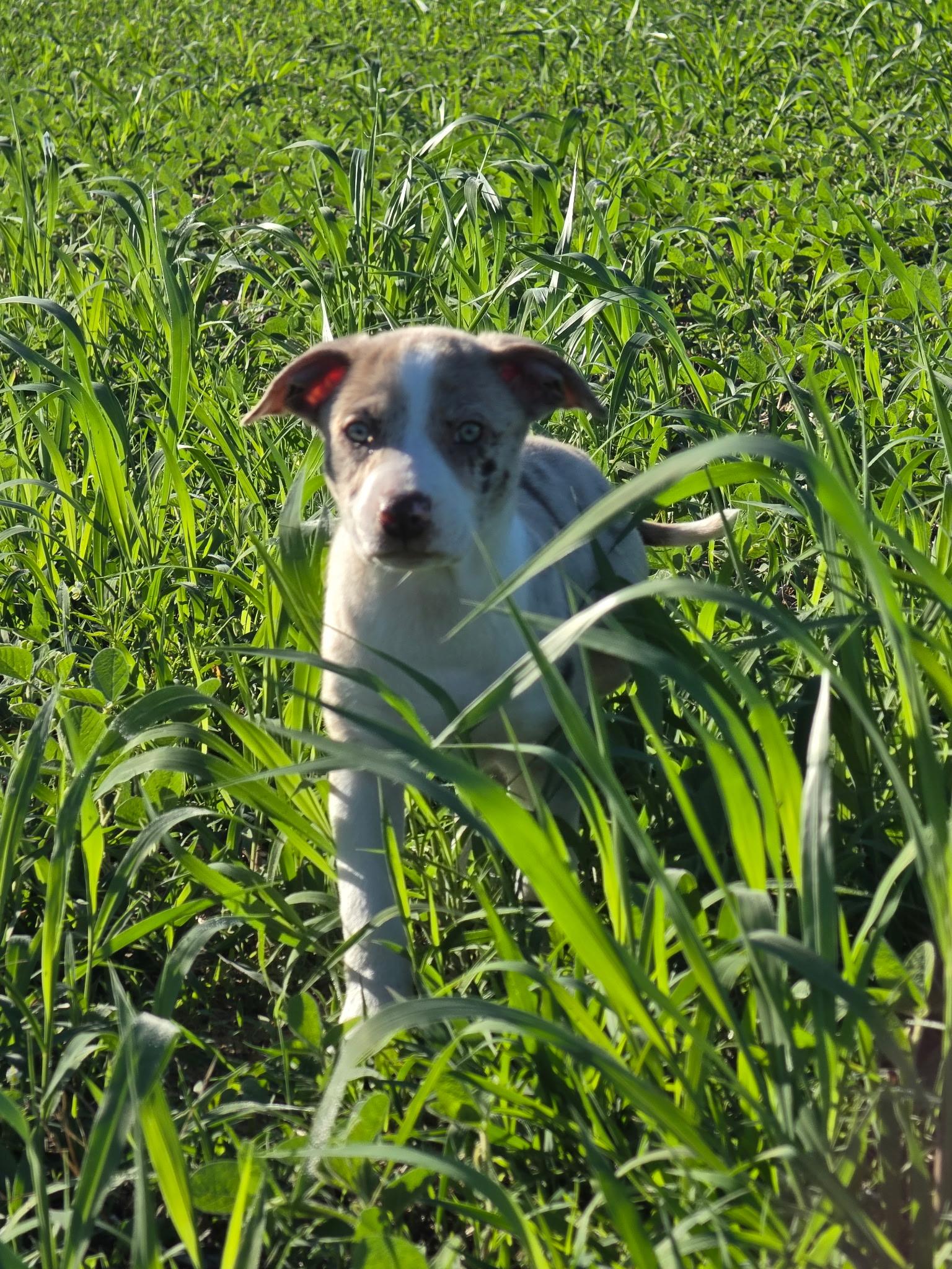 Poppy, a Adoptable mixed breed in Columbia, MD image 4/6