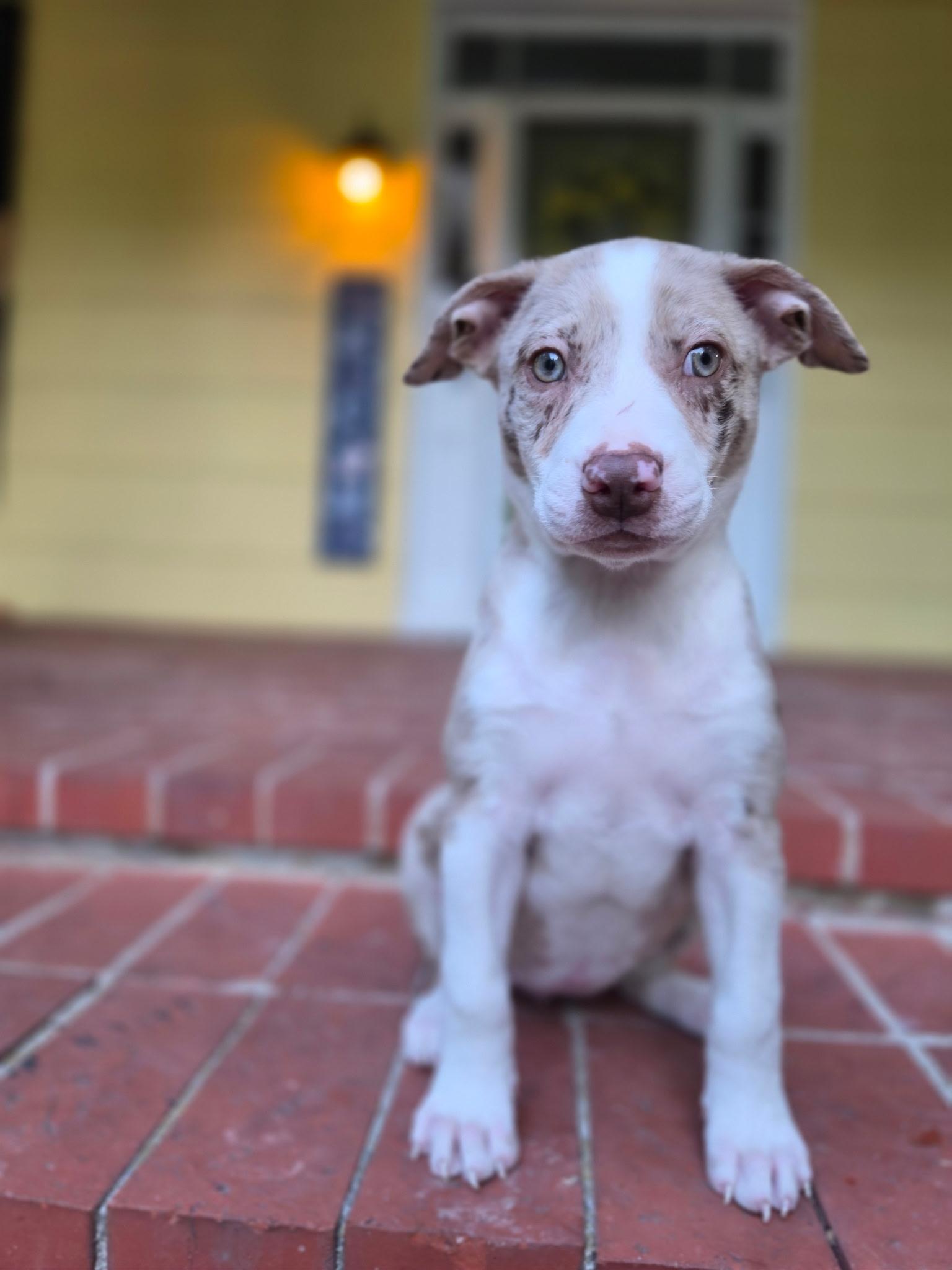 Poppy, a Adoptable mixed breed in Columbia, MD image 3/6